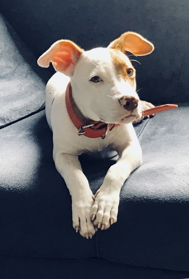 pipoca