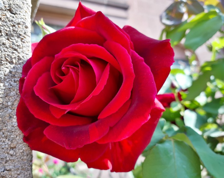Red Rose