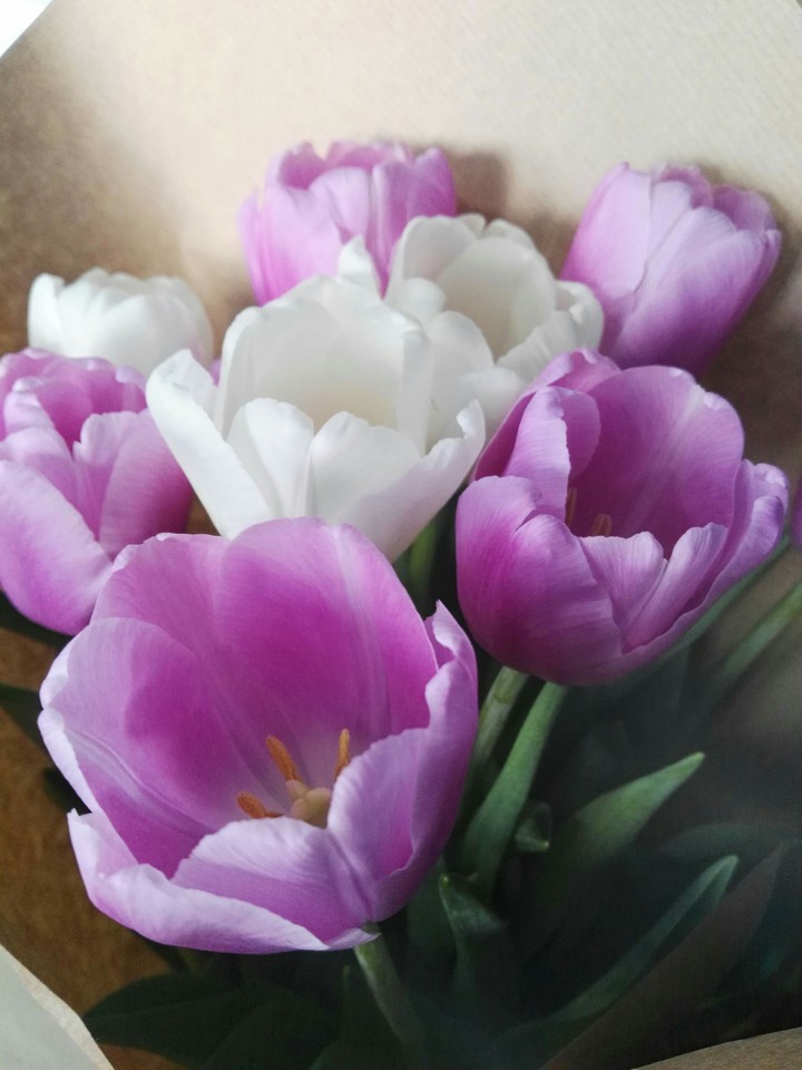 tulip