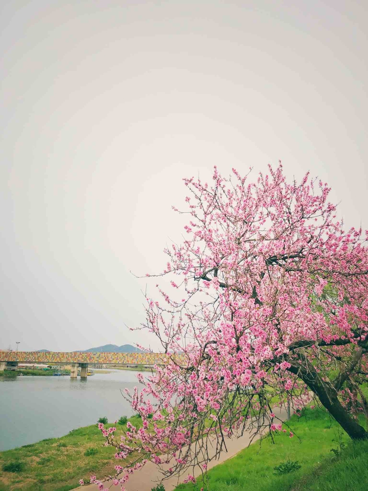 bloom