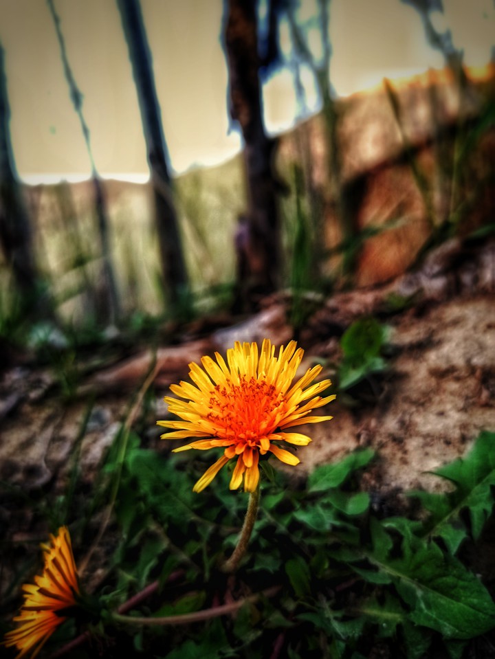 flower