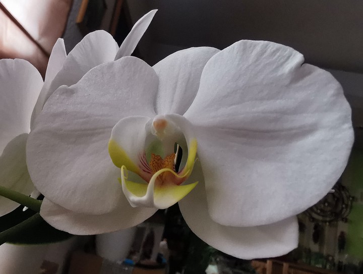 Orchidee