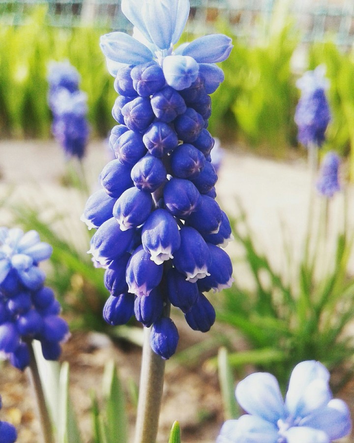 spring