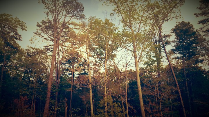 Trees