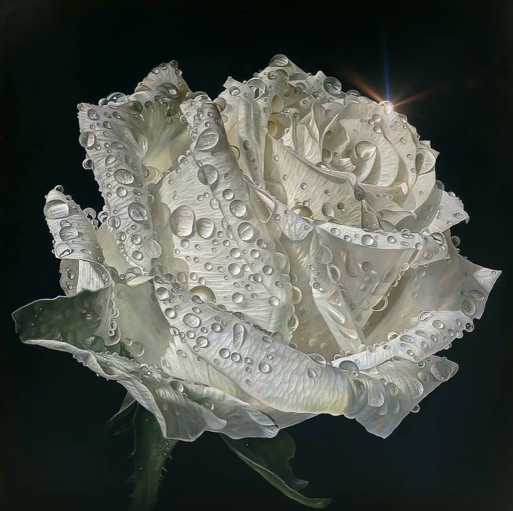 White rose with dew