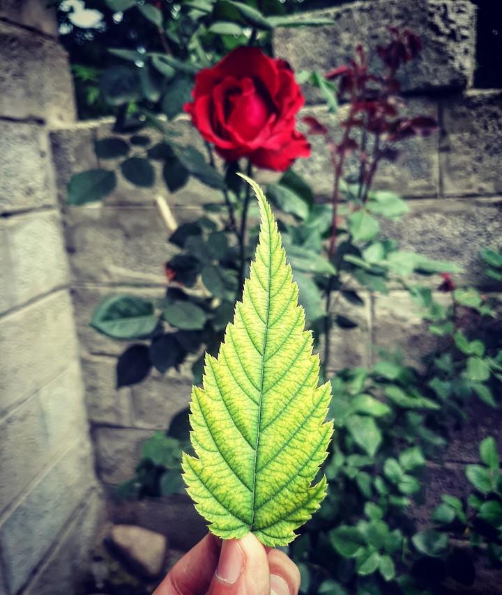 leaf