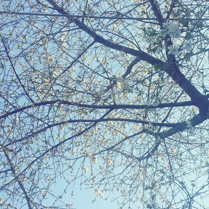 spring tree