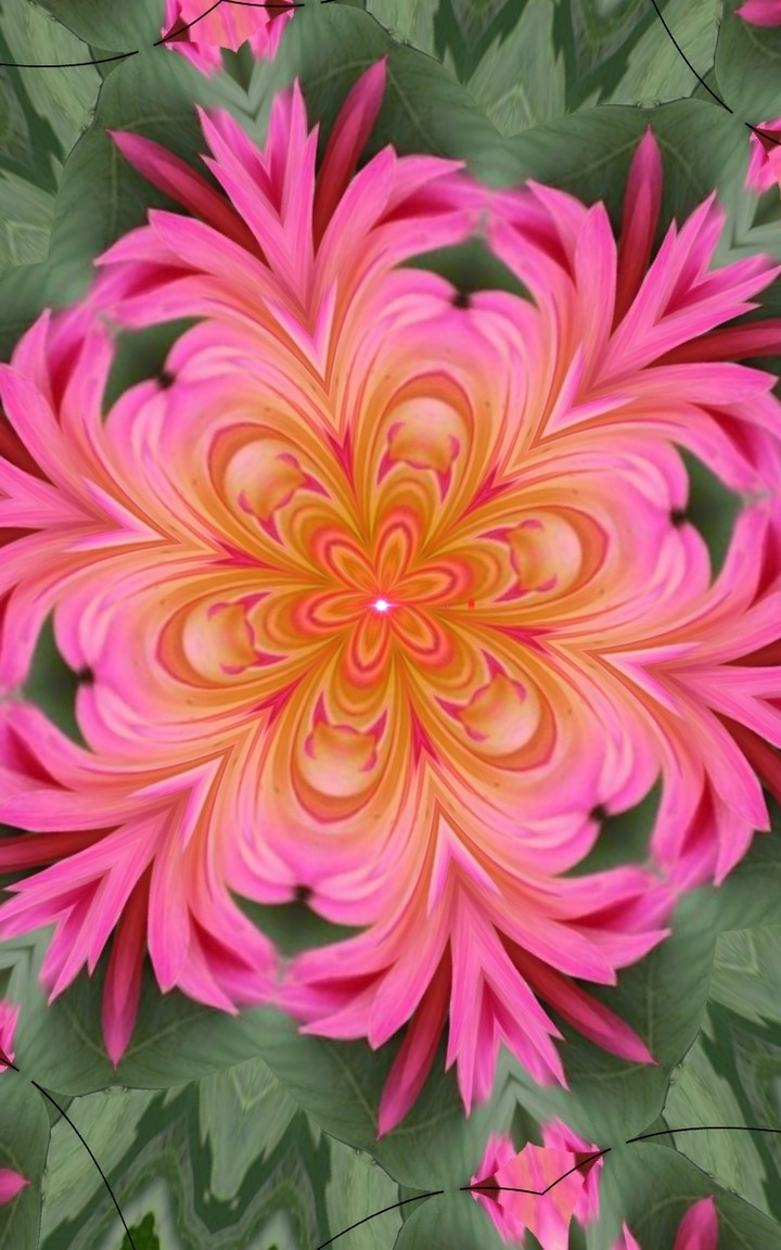 Rosa Blume