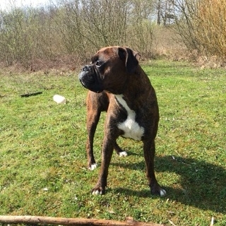 my boxer Tyron