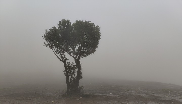 Lonely tree in dense fog