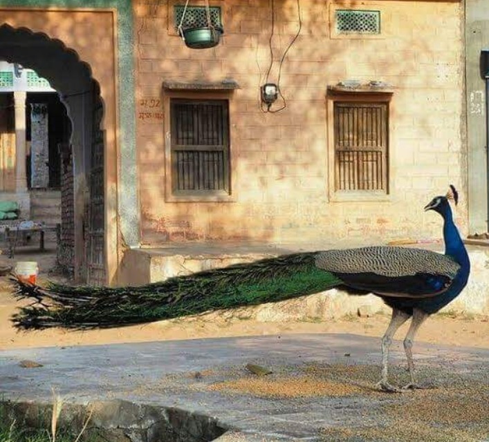 Rajasthan