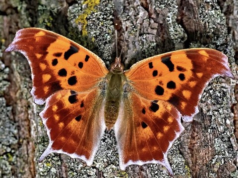 butterfly, lepidoptera桌布