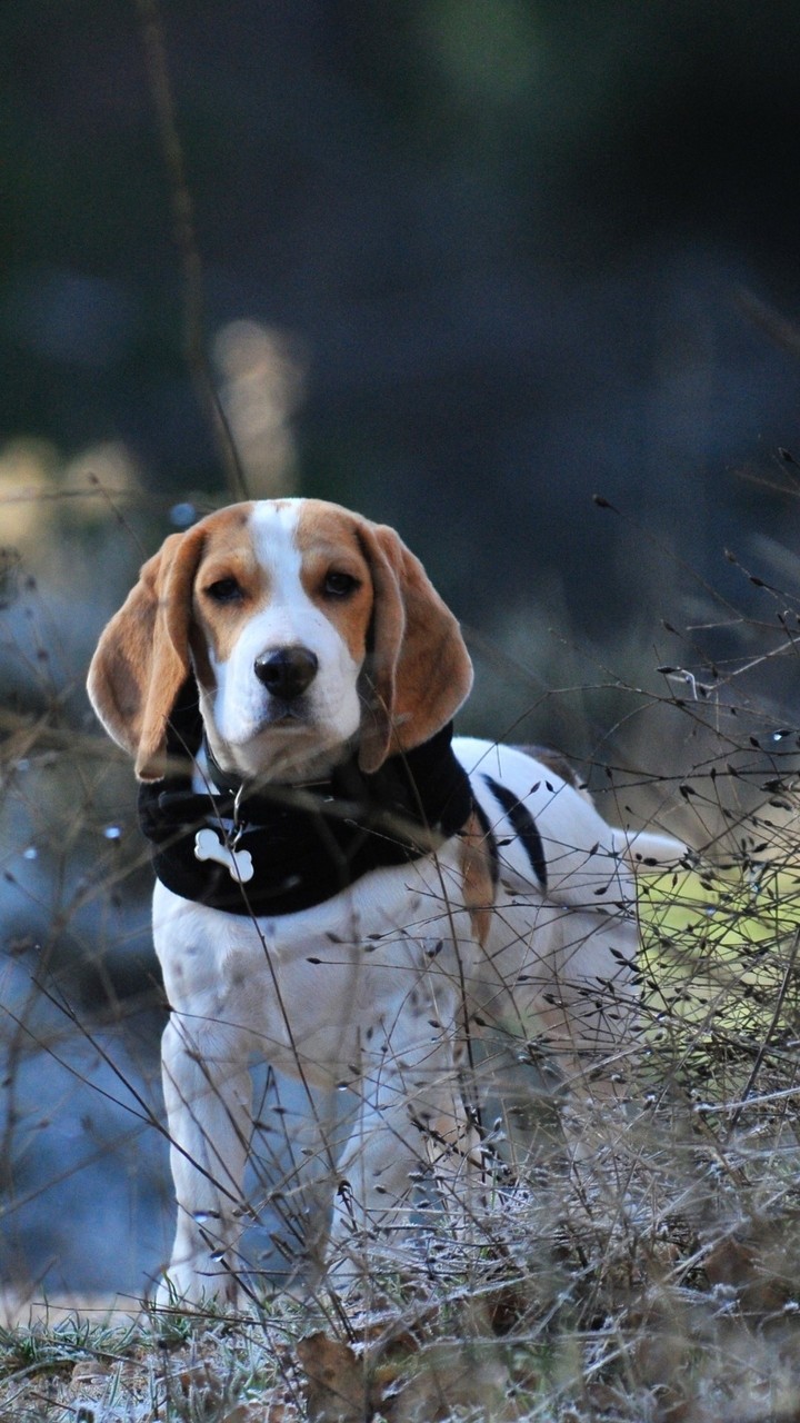 Beagle