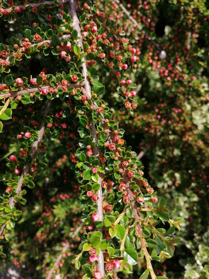 little nature