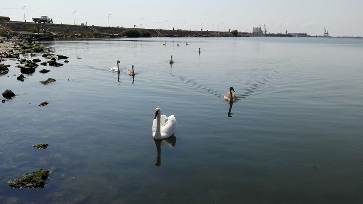 Swan family :)