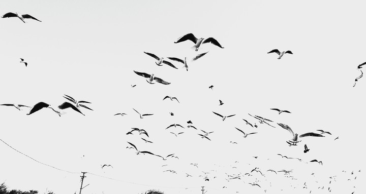 seagul