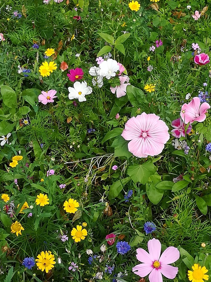 Summer flowers