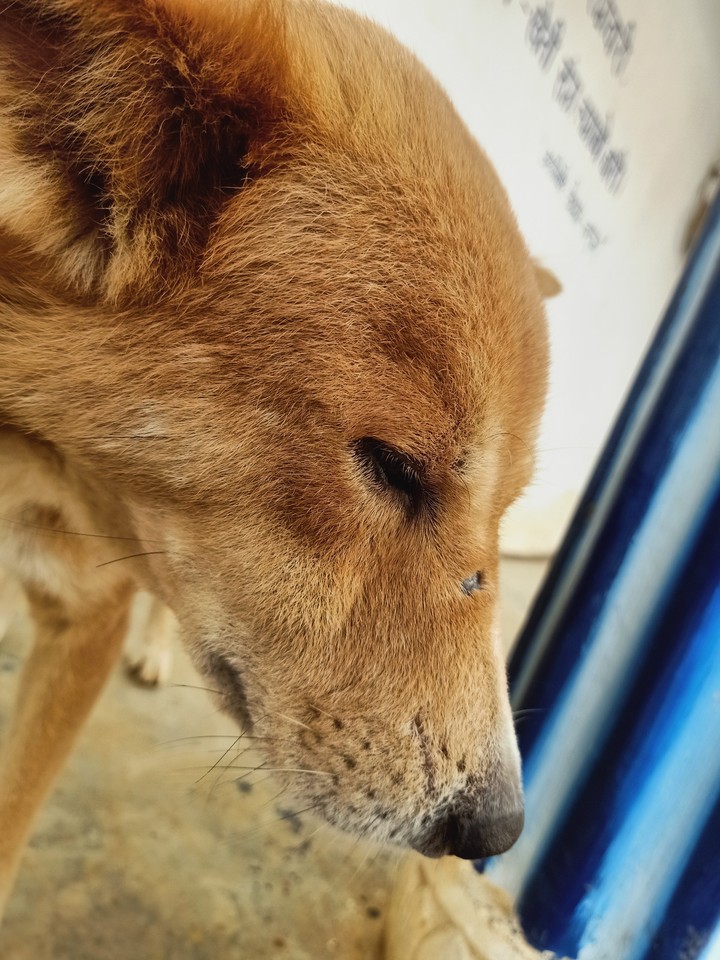 village dog
