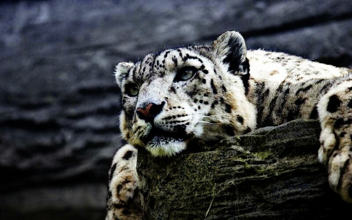 snow leopard