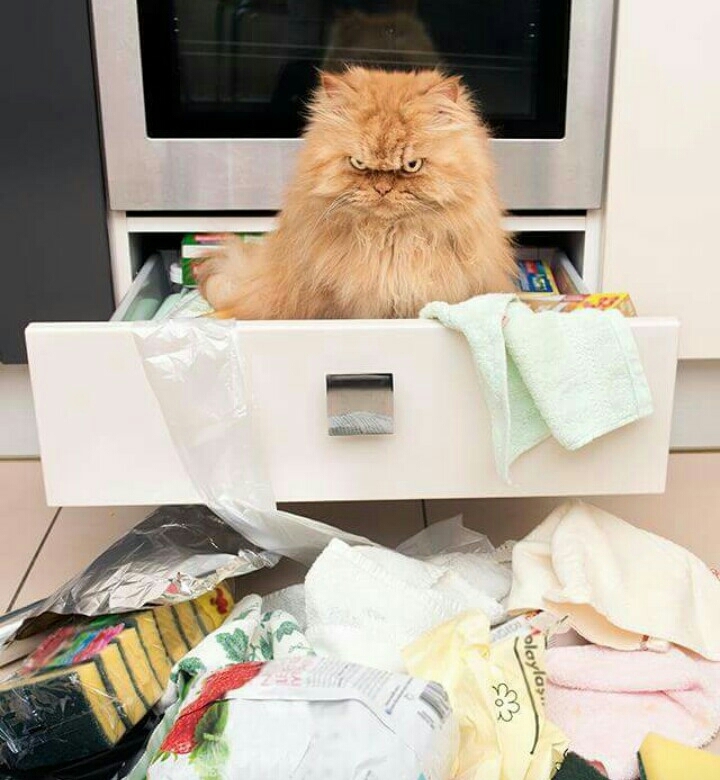 Котоматрица