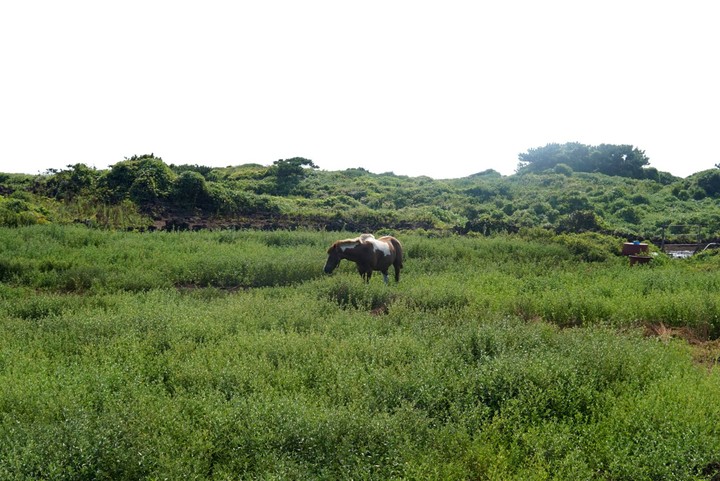 Jeju island
