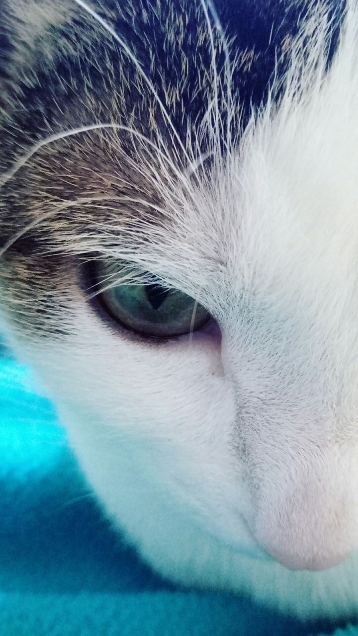 kitty