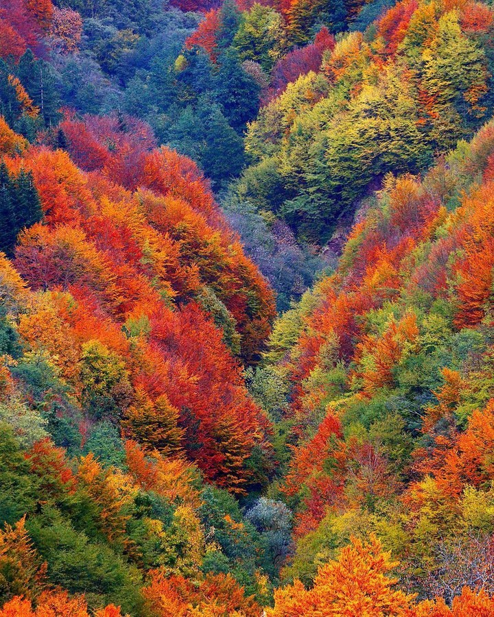 tree.. autumn