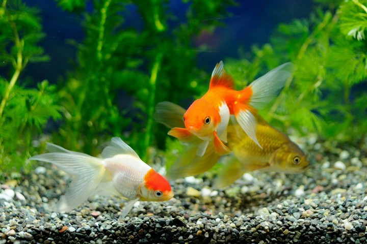 fish