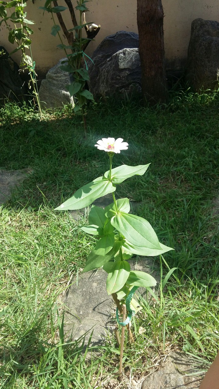 frower power!!!!!
