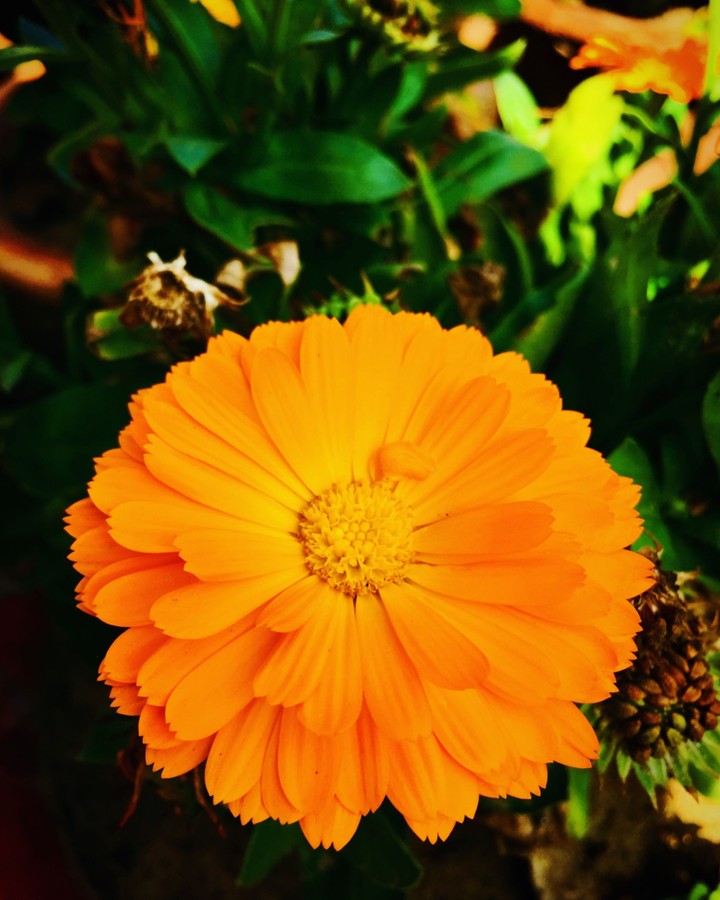 flower