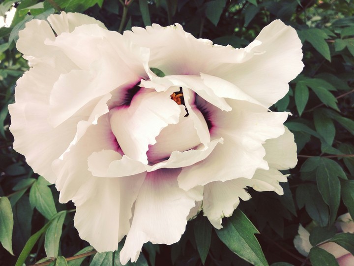 Peony blossom