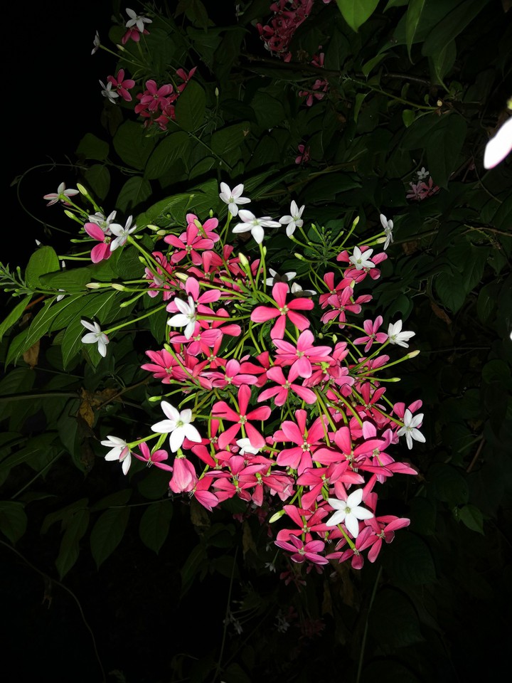 beautiful flowers