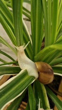 Snail (By me)?