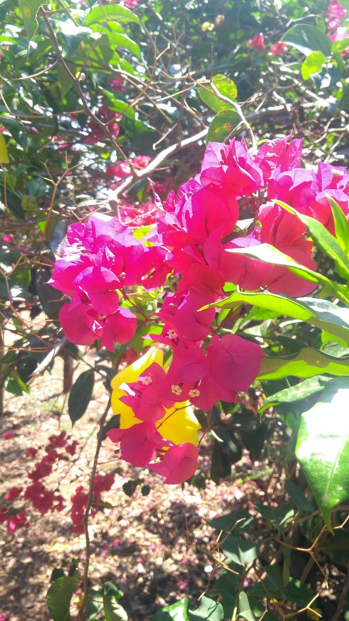 flower