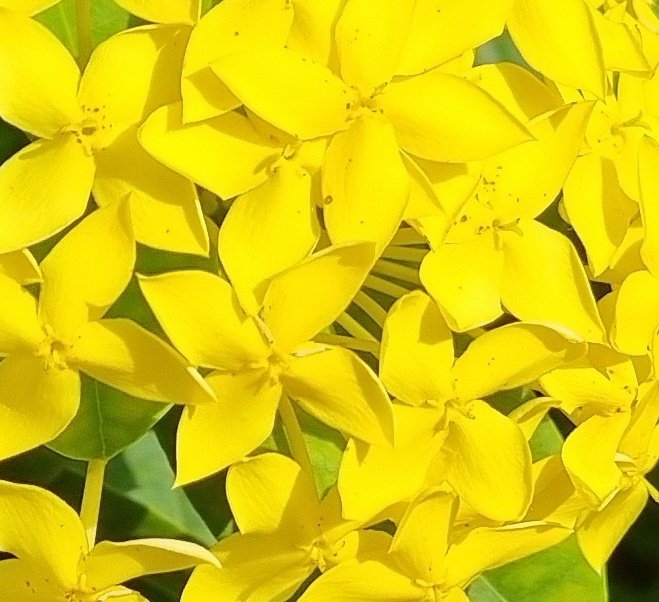 Ixora coccinea