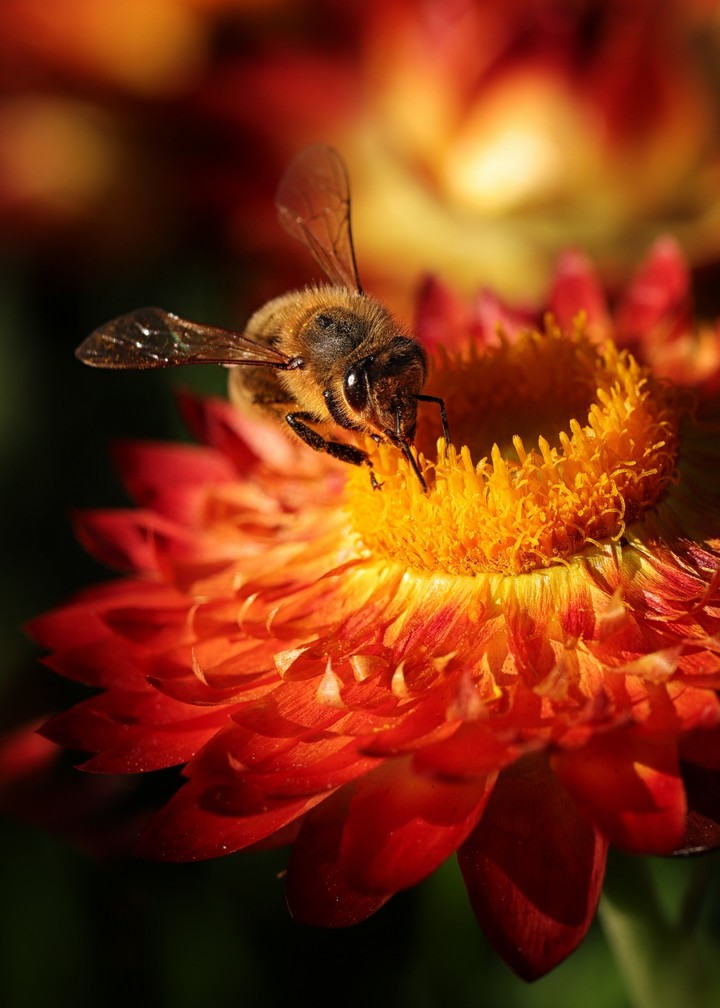 Golden everlasting/Straw Flower