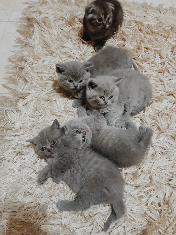 kedi