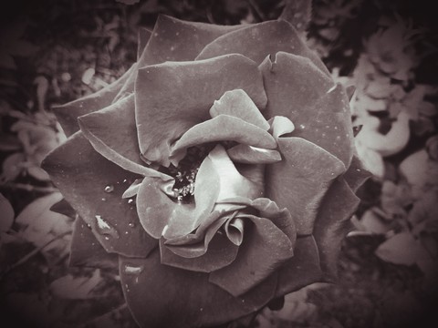 Single flower story