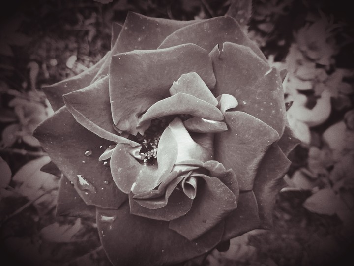 Single flower story