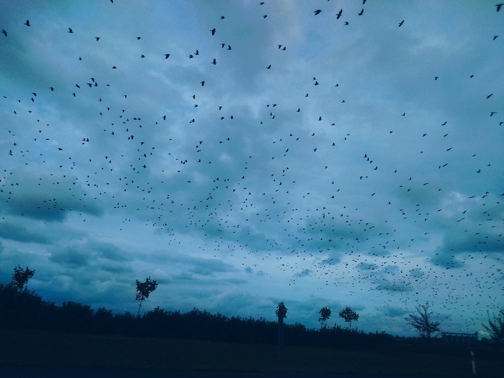 On the way to Warsaw ❤❤❤Warning! Birds attack on the roads.