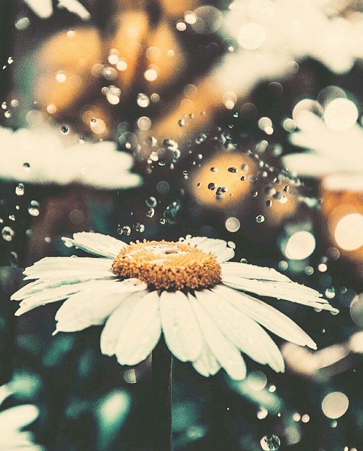 white petals