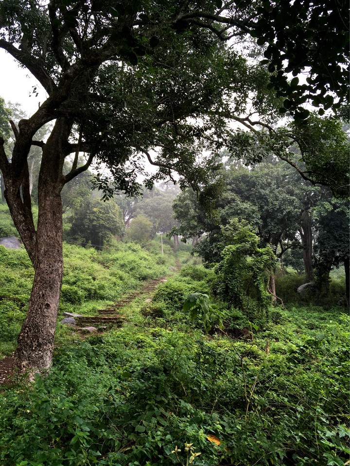 Forest Path