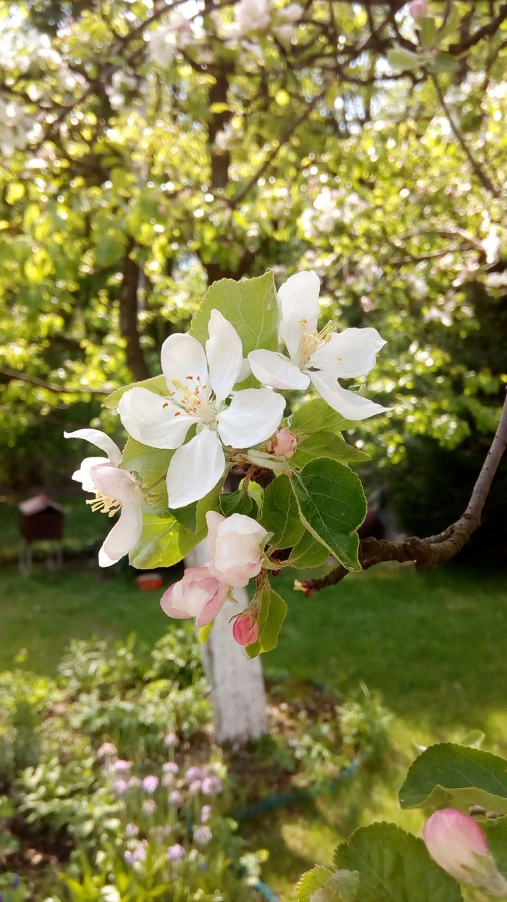 flowers_Apple