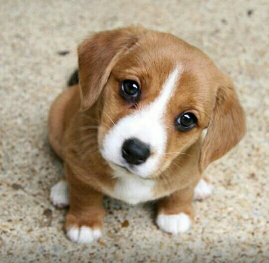 cute dog