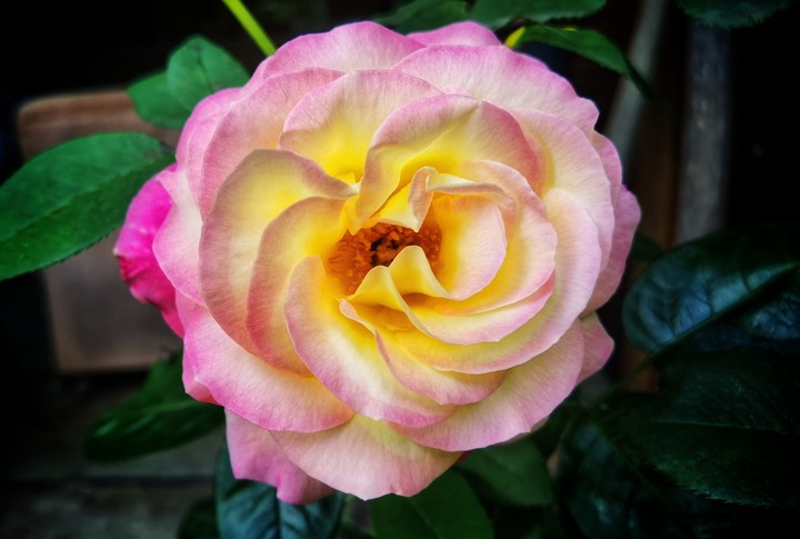 Rose, Pink and Yellow
