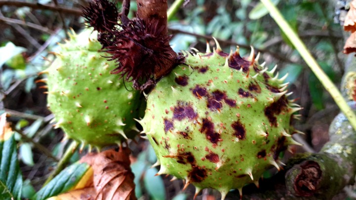 chestnuts