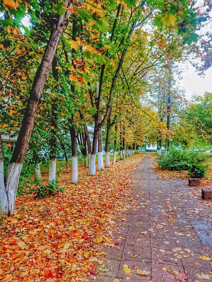 Tatarstan. Autumn. The bright colors ) ?