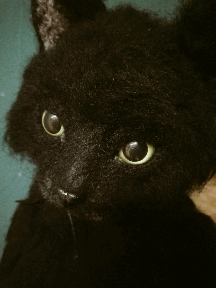 The cat