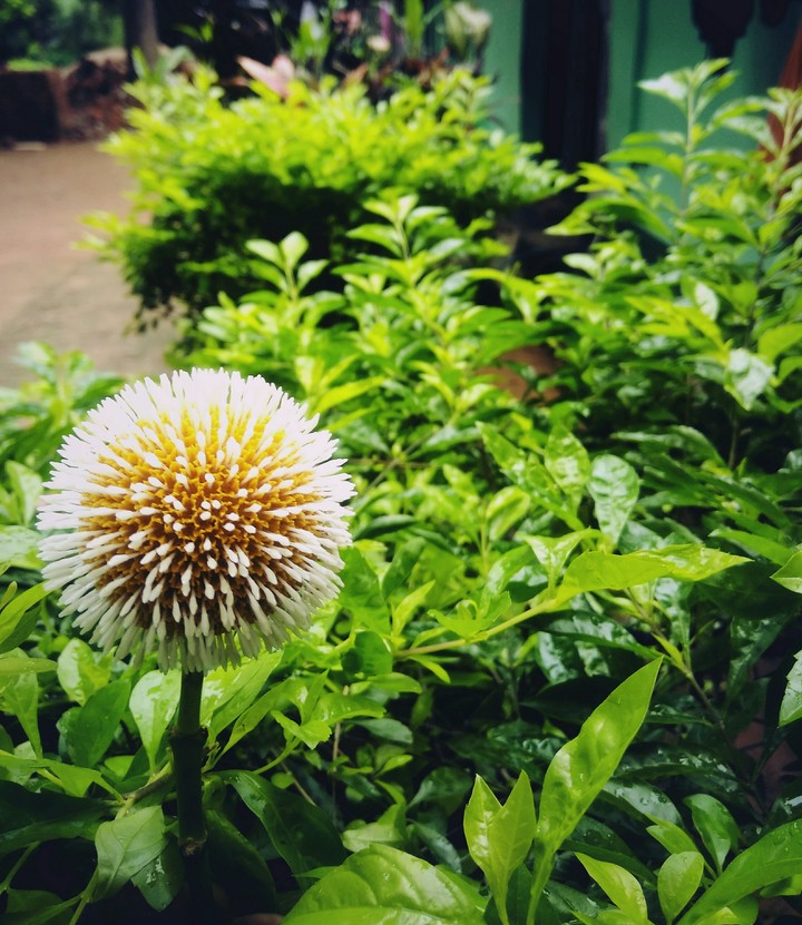 flower