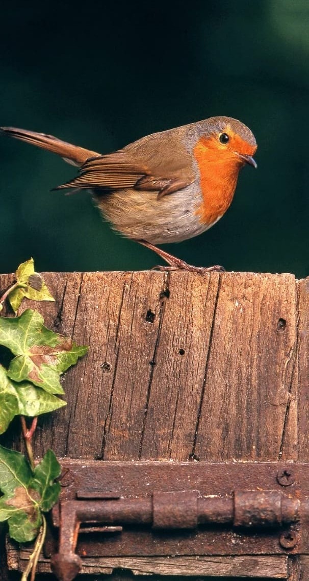 bird